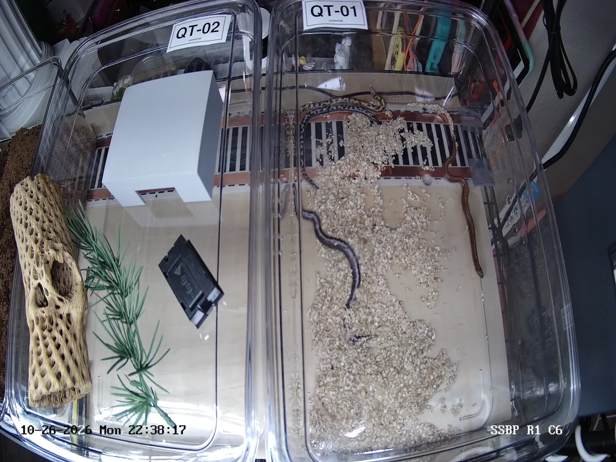 Real camera frame of two quarantine tubs labelled QT-01 and QT-02; four young Kenyan sand boas are out on the bedding in QT-01