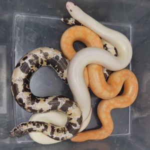 Soflo Sand Boas logo